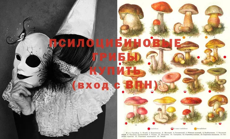 как найти закладки  Буйнакск  площадка клад  Галлюциногенные грибы MAGIC MUSHROOMS 